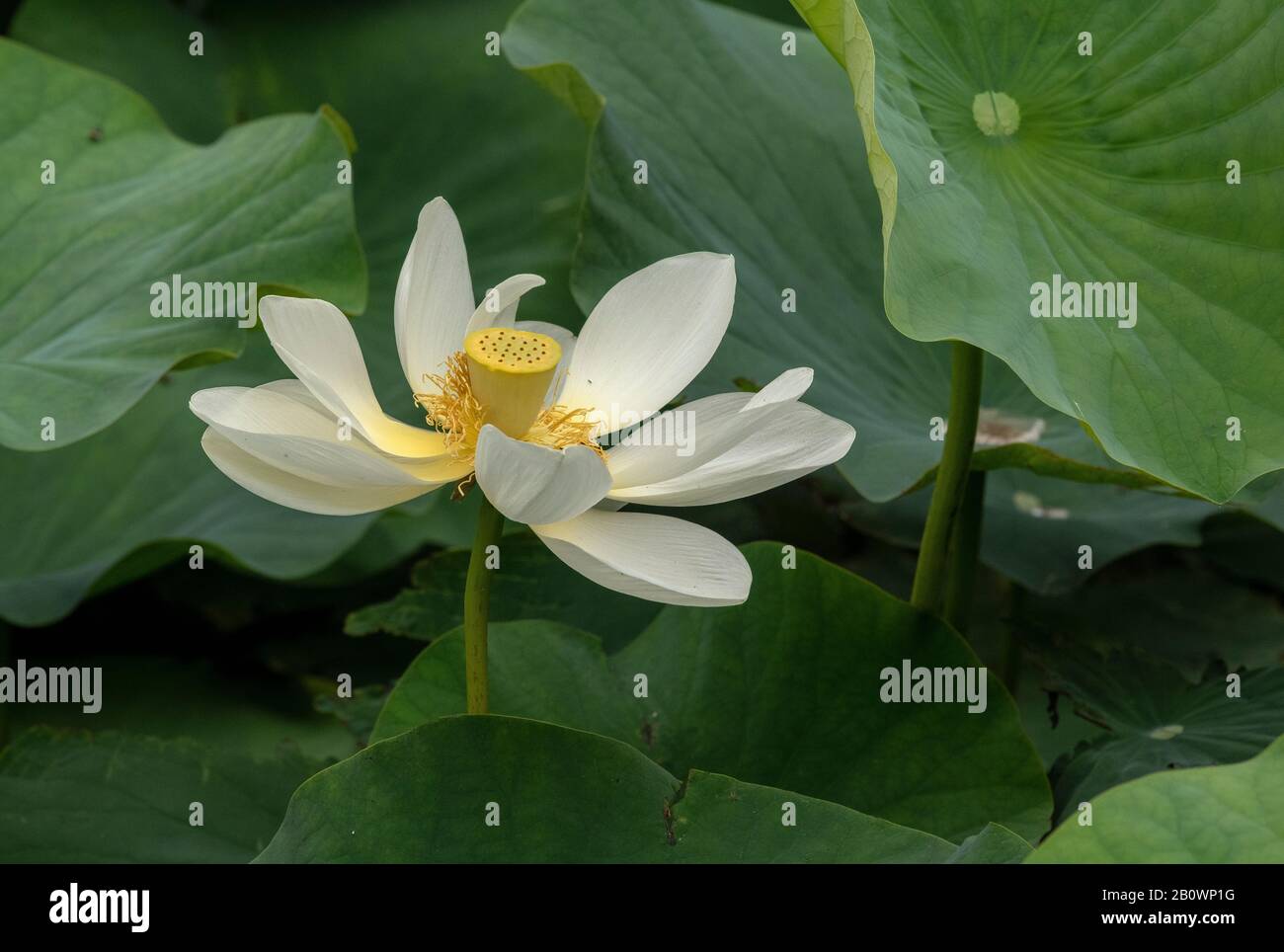 Indischer lotus oder Heiliger lotus, Nelumbo Nucifera, in Blume im Teich. Stockfoto