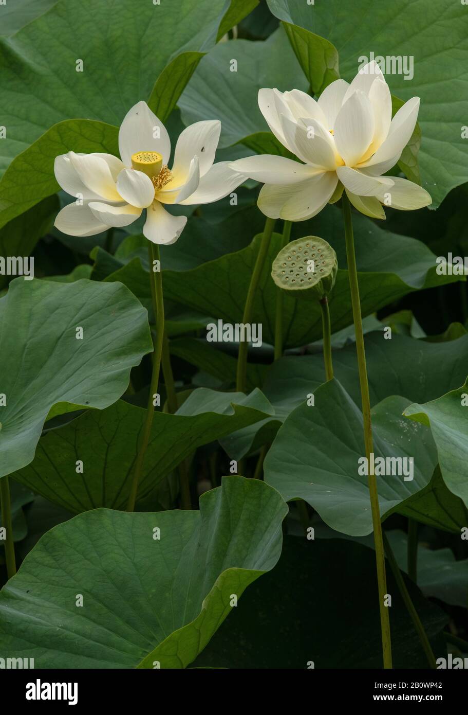 Indischer lotos oder Heiliger lotos, Nelumbo nucifera, mit Blumen und Früchten, in Blume im Teich. Stockfoto