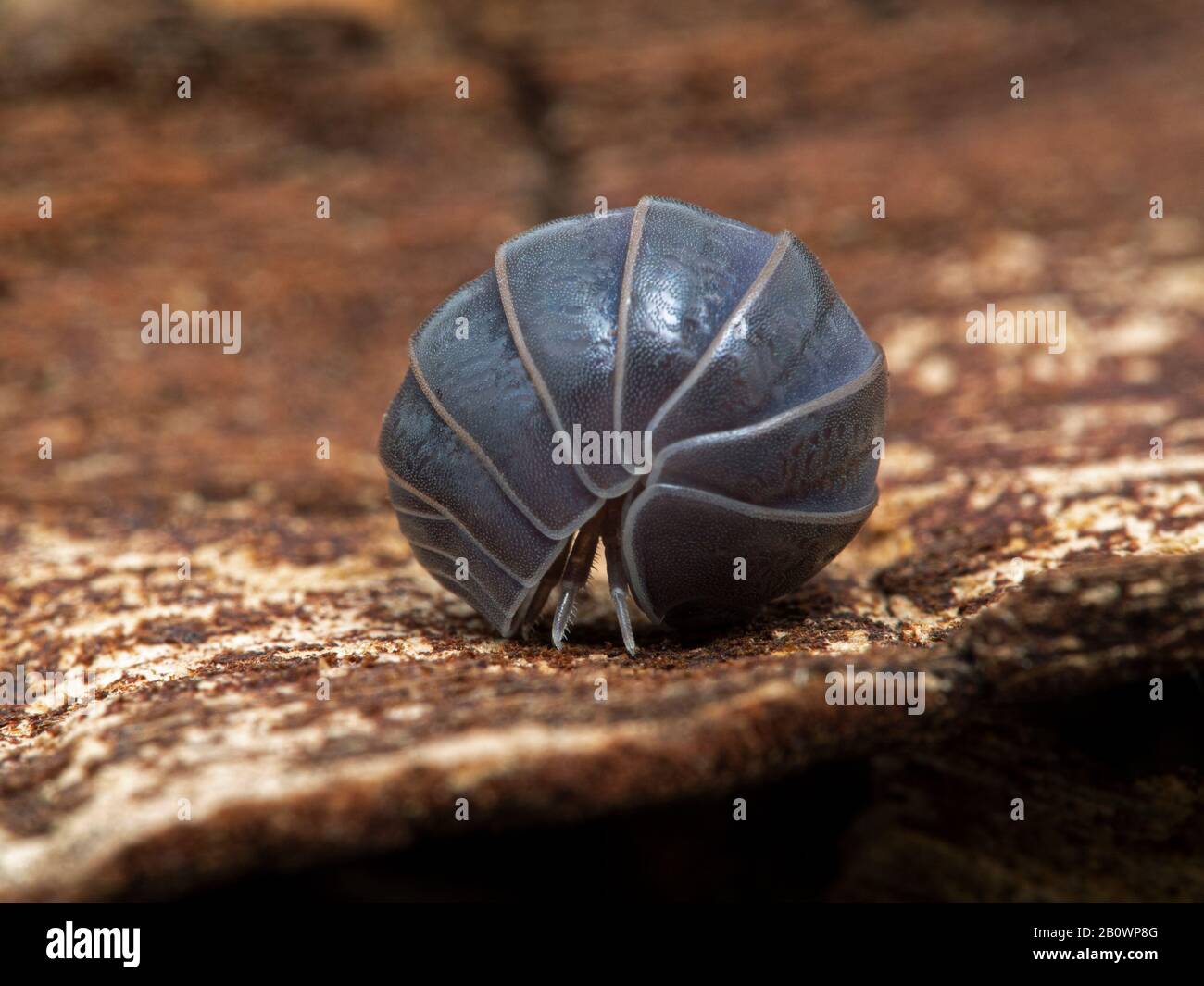 Terrestrisches Isopod (Armadillo officinalis), das sich von der engen Kugel, in die es sich gerollt hat, zum Schutz entrollt hat. Wird im Allgemeinen als "Pillbu" bezeichnet Stockfoto