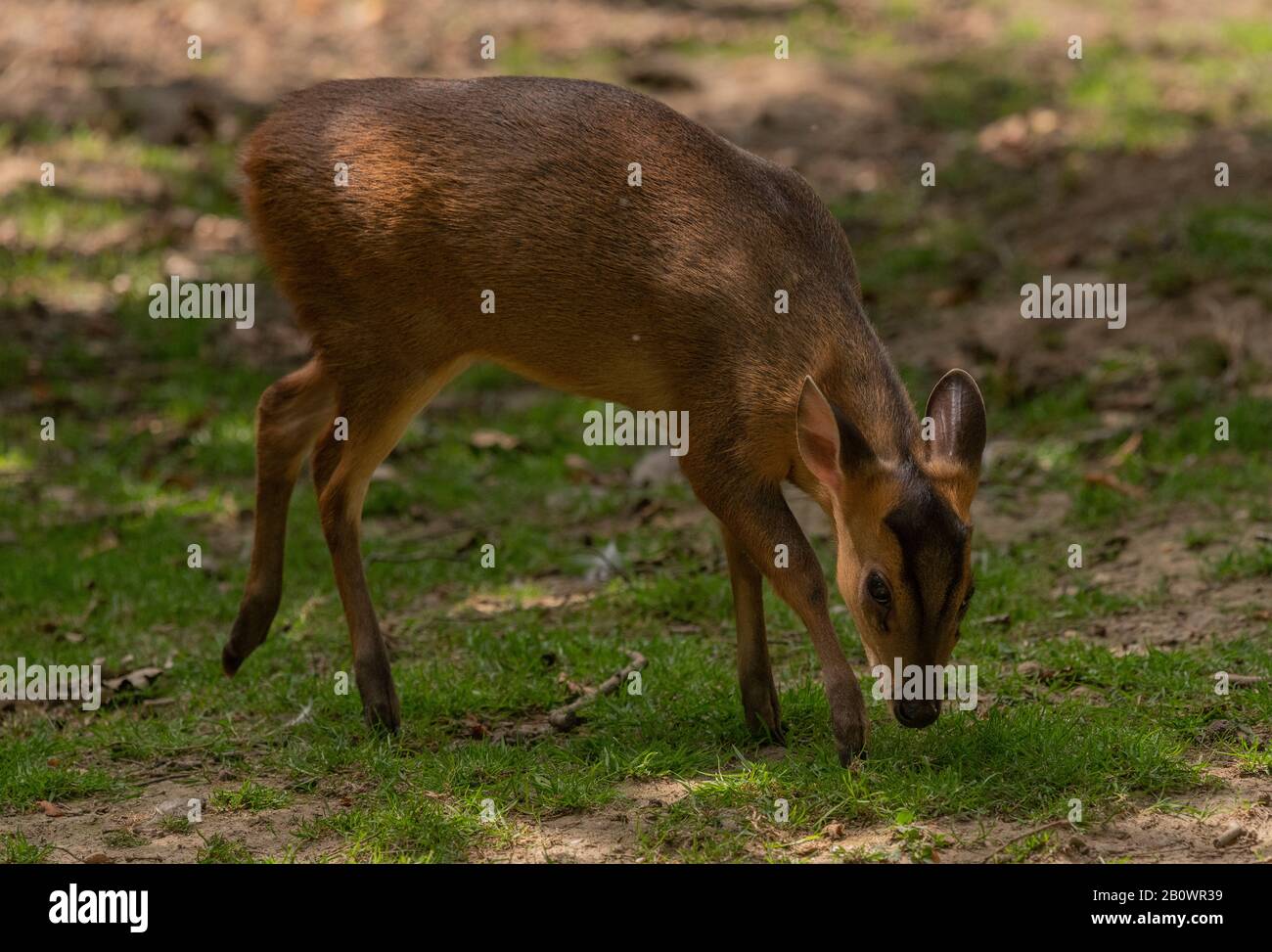 Indischer Muntjac, Muntiacus muntjak, im Zoo und Botanischer Garten von Branféré, Bretagne, Frankreich Stockfoto