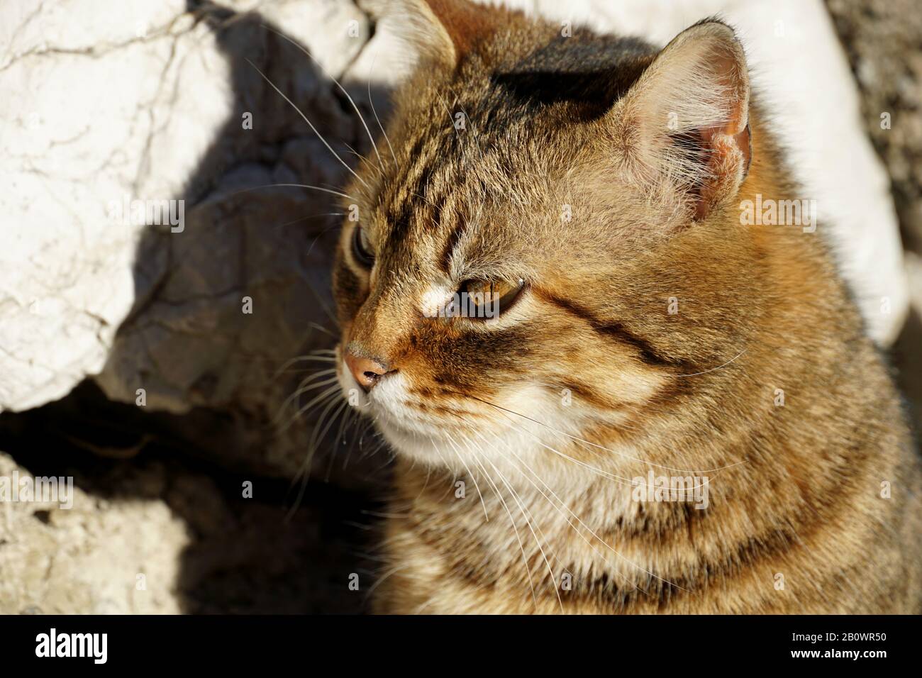 Ein Profil einer süßen Tabby-Katze mit bernsteinfarbenen Augen, die die frühe Frühlingssonne genießt. Wunderschönes, kittliches Haustier, das in die Ferne blickt und lauert Stockfoto