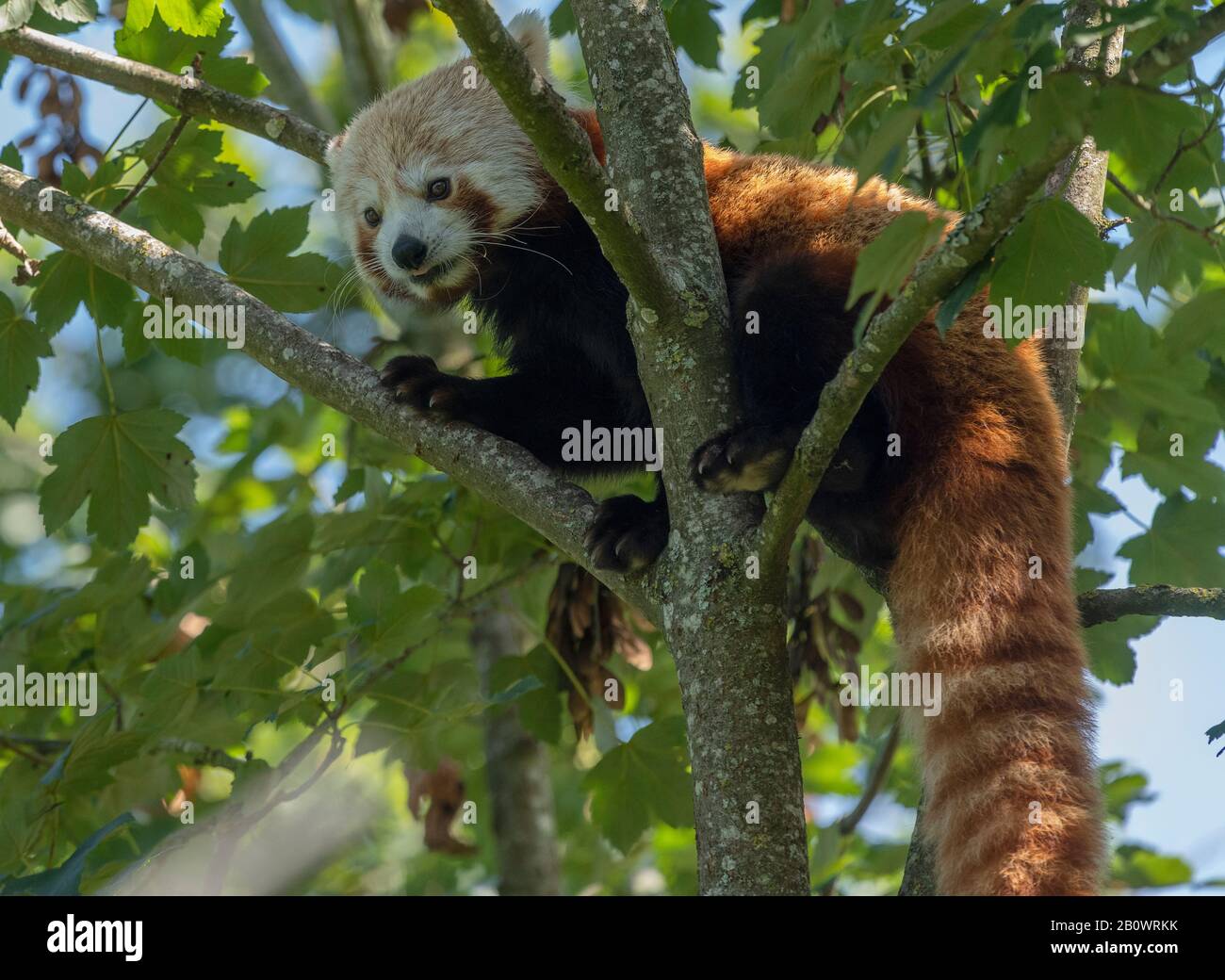 Ein roter Panda, Ailurus fulgens, in Ahorn-Baum. Stockfoto