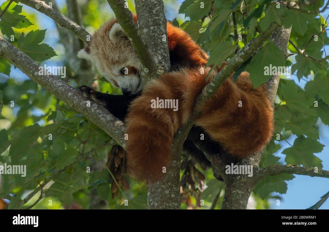 Ein roter Panda, Ailurus fulgens, in Ahorn-Baum. Stockfoto