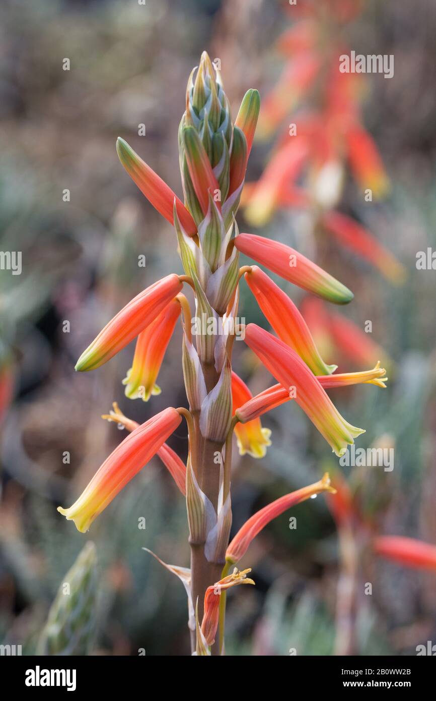what to do with aloe leaves Aloe Vera