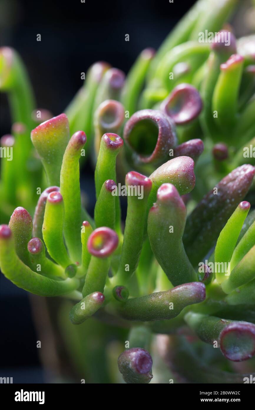 Crassula ovata 'Gollum' Pflanze, nah beieinander. Stockfoto