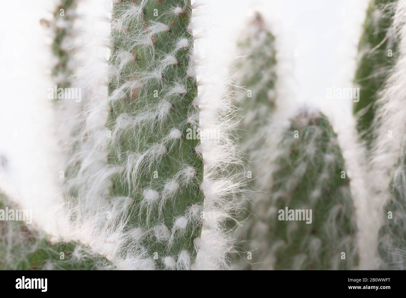 Opuntia erinacea ursine - Schneekaktusbirne. Stockfoto