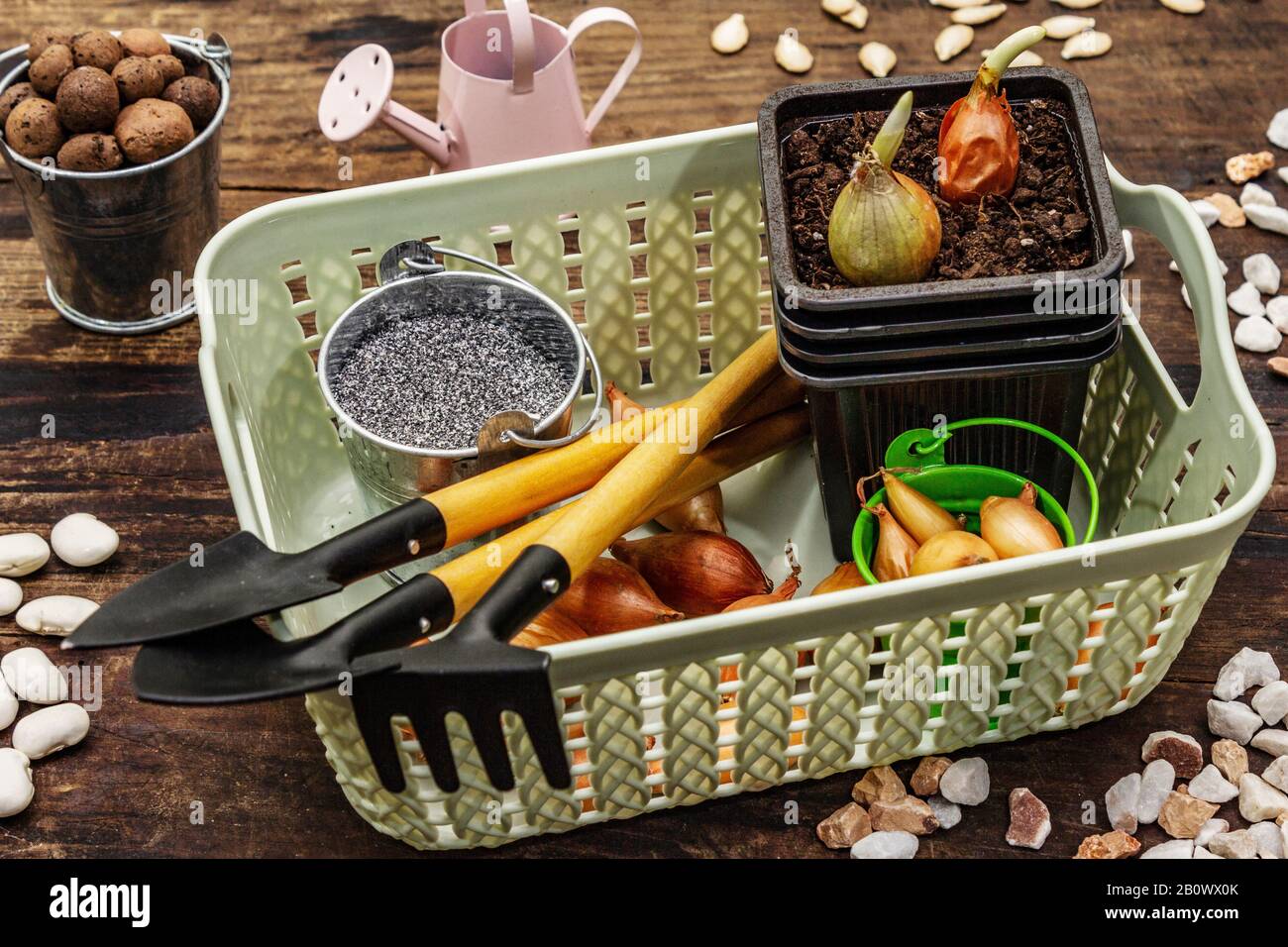 Frühlings-Pflanzen- und Gartenkonzept. Werkzeuge, Gießkanne, frische Zwiebelzwiebeln in einem Eimer, geschäumter Ton, Sand, Samen. Holzhintergrund, Nahaufnahme Stockfoto