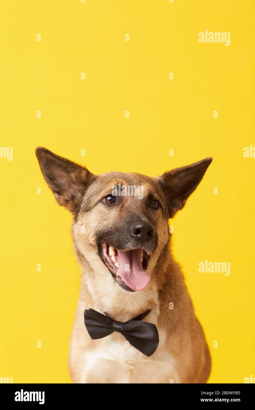 Deutscher Schäferhund hat Krawatte gekleidet, die vor dem gelben Hintergrund an der Kamera posiert Stockfoto