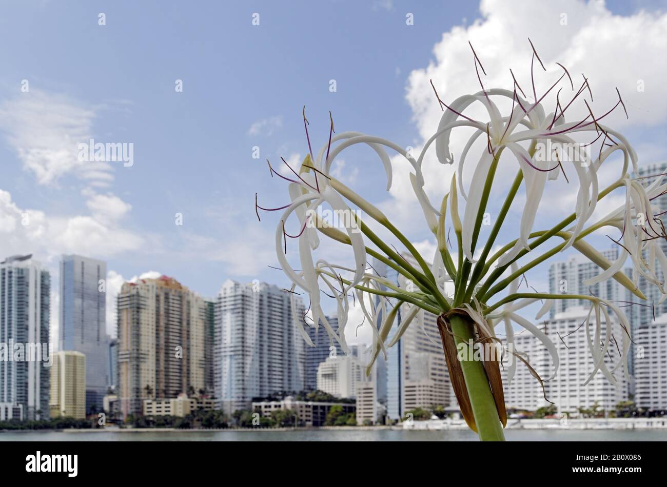 Blick auf Brickell, Brickell Financial District, Miami Downtown, Miami, Florida, USA, Stockfoto