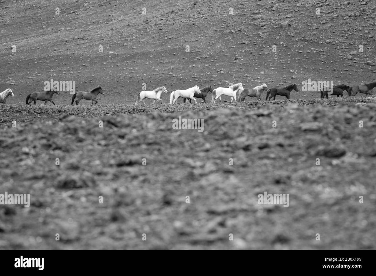 Eine Herde isländischen Ponys auf dem Weg von Skogar nach Landmannalaugar, Island, Europa, Stockfoto