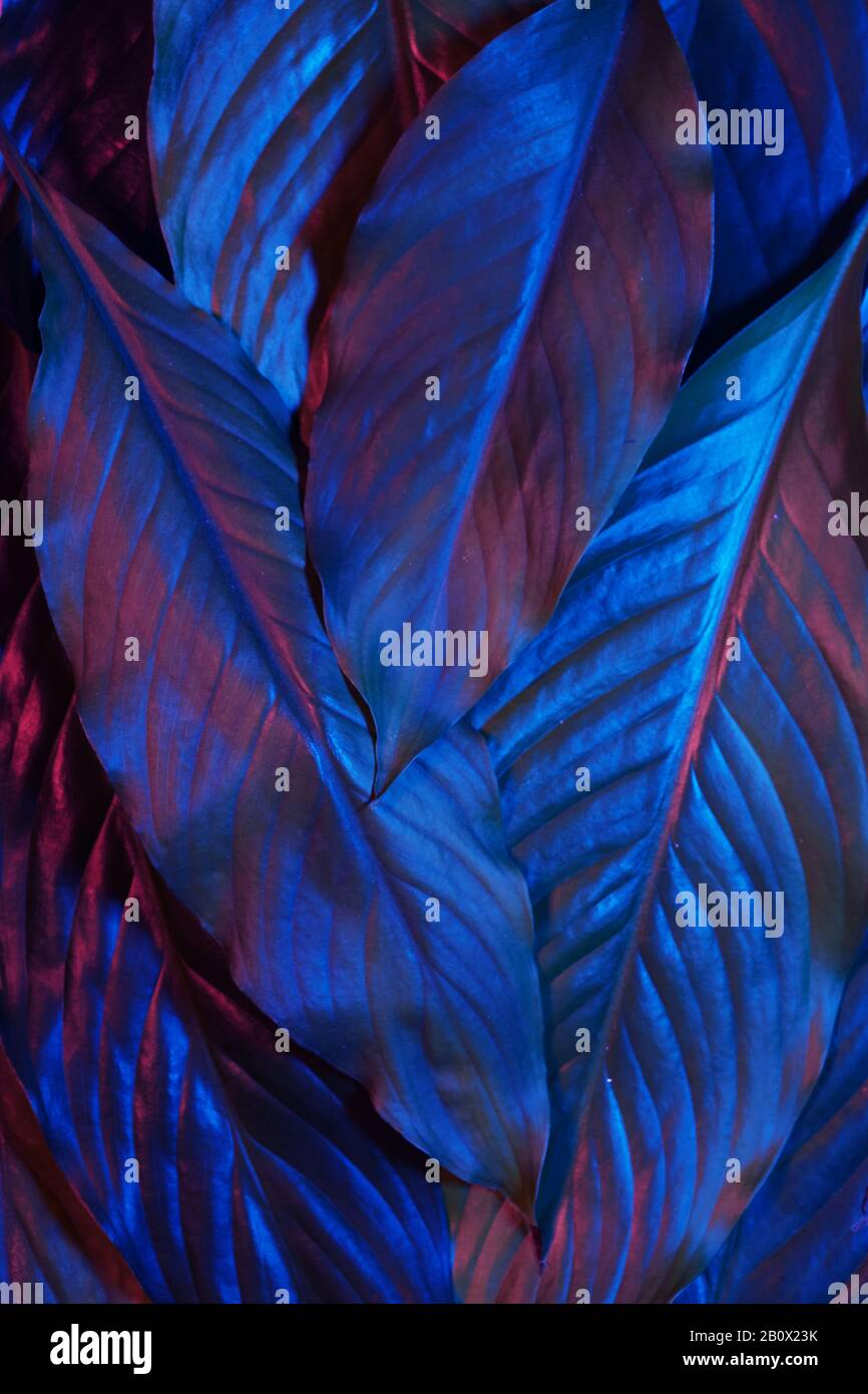 Blaue und rote neonleuchtende Blätter auf dunklem Hintergrund. Dschungel Natur. Blaues Leuchten. Magic Forest Hintergrund. Stockfoto