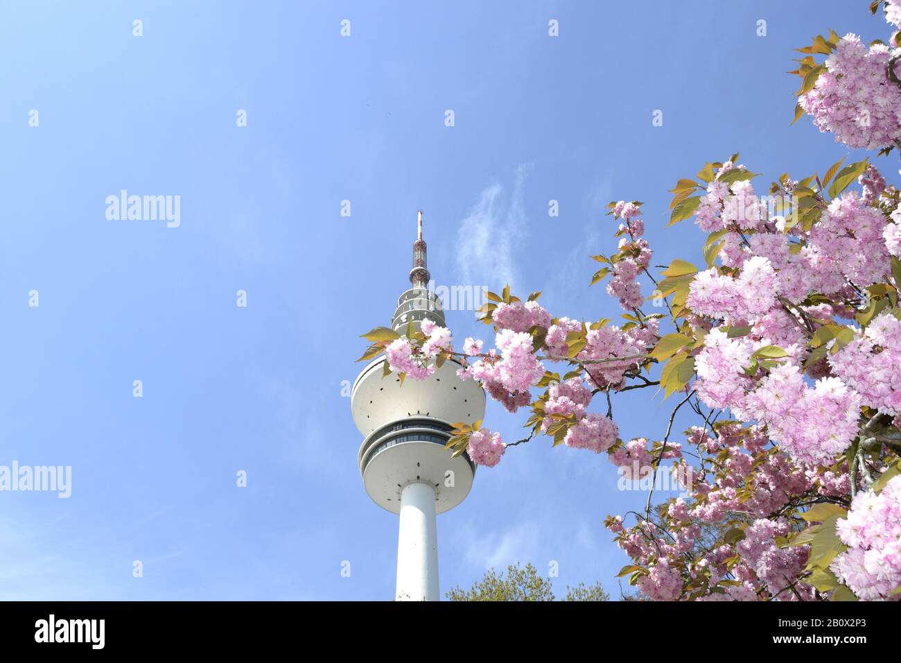 Fernsehturm hinter Kirschbaum, Hein-Hertz-Turm, neue Messe, Hamburg, Deutschland, Stockfoto