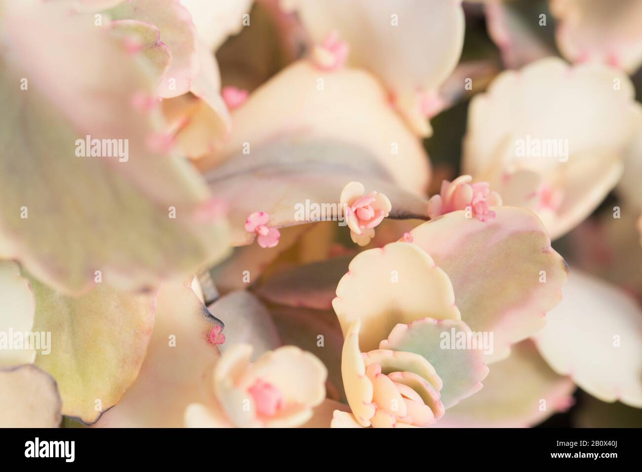 Kalanchoe fedtschenkoi 'Aurora Borealis' Pflanze. Stockfoto