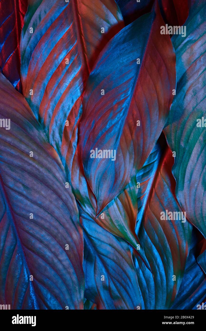 Blaue und rote neonleuchtende Blätter auf dunklem Hintergrund. Dschungel Natur. Blaues Leuchten. Magic Forest Hintergrund. Stockfoto