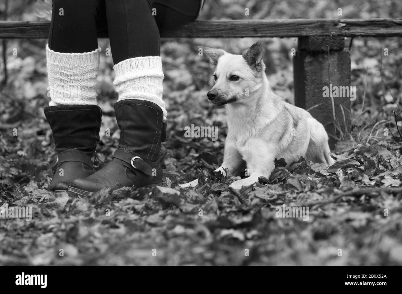 Hund neben einer Frau im Freien, Nahaufnahme, Detail, Stockfoto