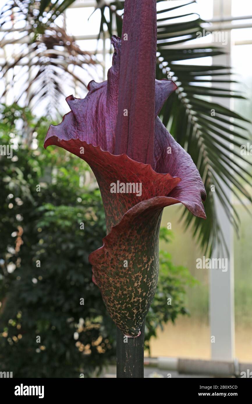 Corpse Flower (Amorphophallus rivieri), Glasshouse, RHS Garden Wisley, Woking, Surrey, England, Großbritannien, Großbritannien, Großbritannien, Großbritannien, Europa Stockfoto