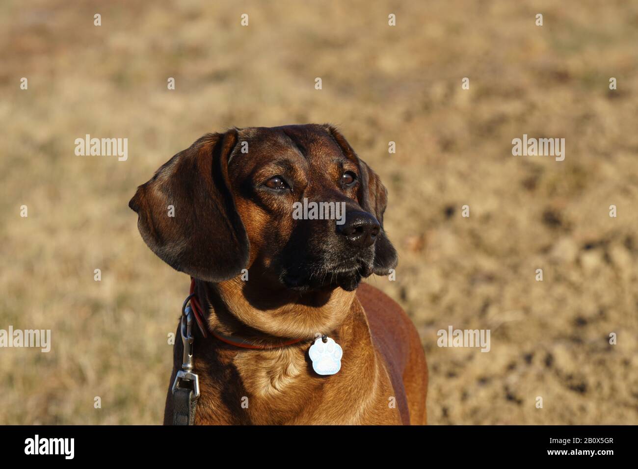 Bayrischer Gebirgsschweißhund auf dem Rasen Stockfoto