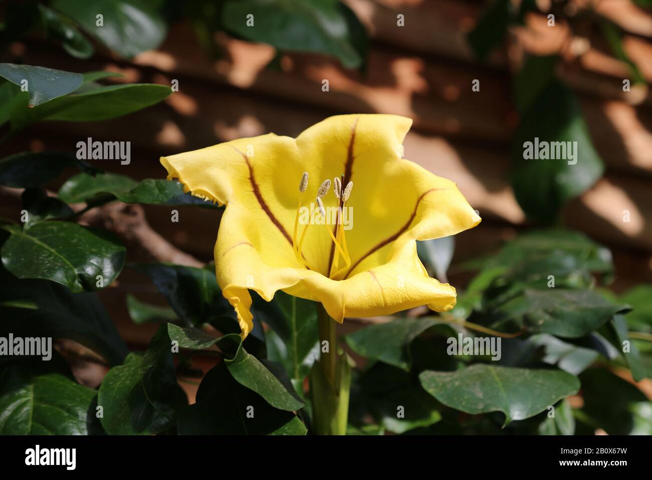 Golden Chalice Vine oder Hawaiian Lily (Solandra maxima), Glasshouse, RHS Garden Wisley, Woking, Surrey, England, Großbritannien, Großbritannien, Großbritannien, Europa Stockfoto