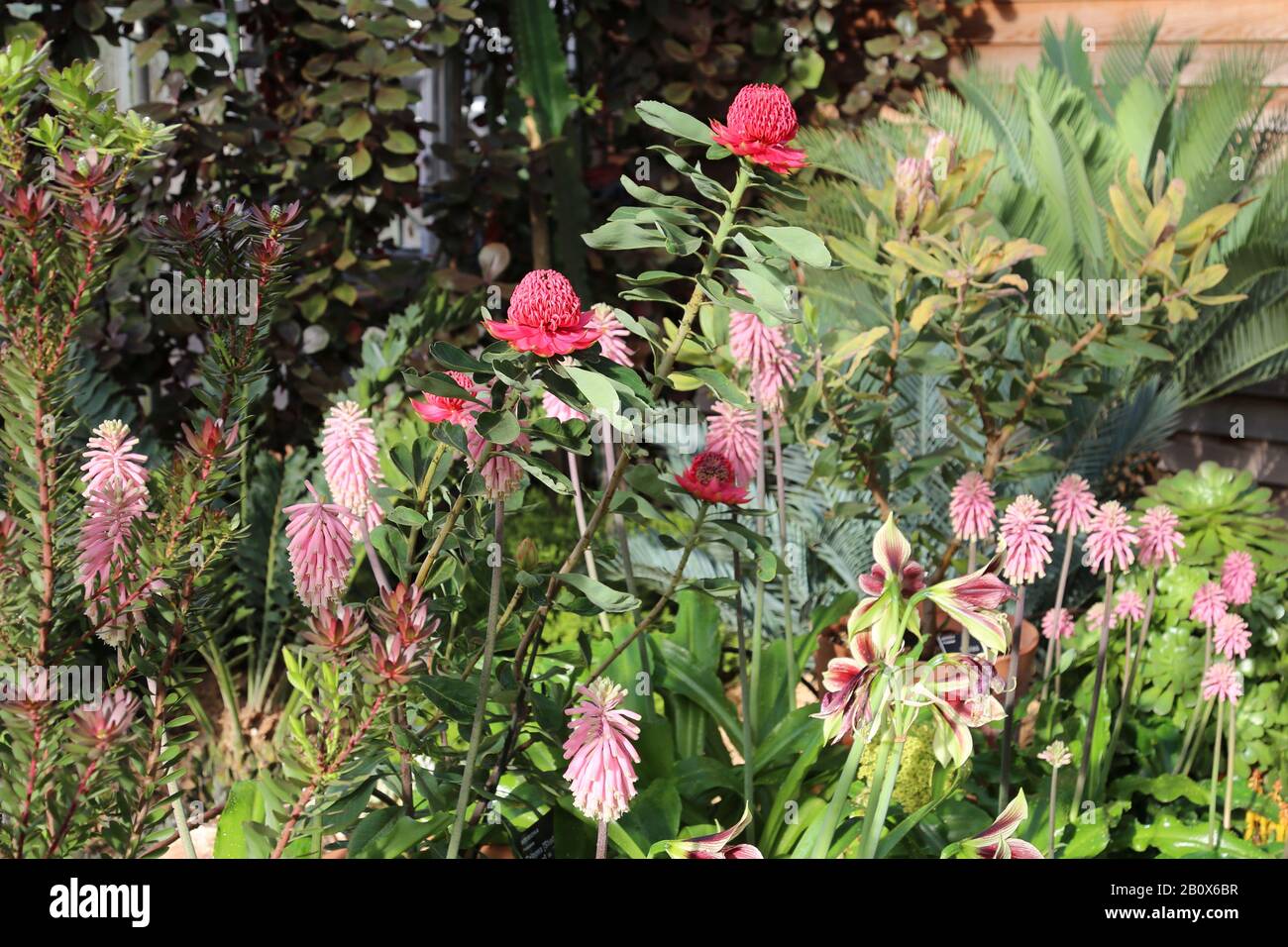Protea und Veltheimia Display, Giant Houseplant Takeover, Glasshouse, RHS Garden Wisley, Woking, Surrey, England, Großbritannien, Großbritannien, Europa Stockfoto