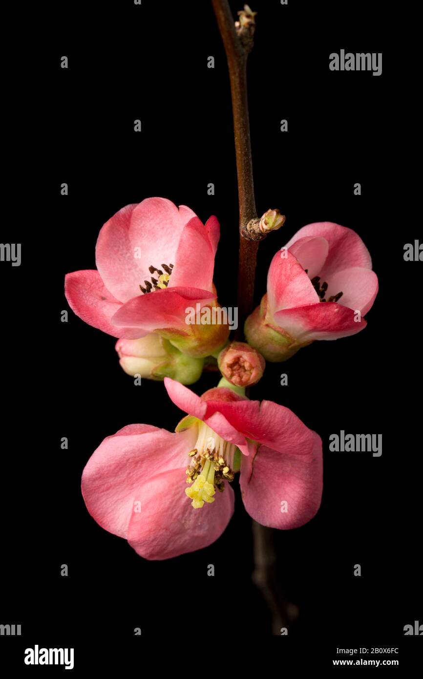 Quince Blumen photographiert im Februar vor einem schwarzen Hintergrund. Dorset England GB Stockfoto