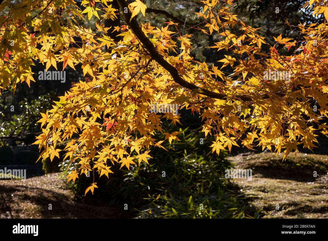 Details zu farbenfrohem Herbstlaub, Kenroku-en Garden, Kanazawa, Japan Stockfoto