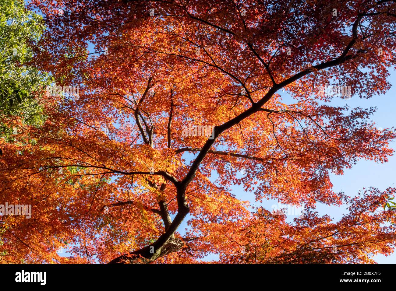 Details zu farbenfrohem Herbstlaub, Kenroku-en Garden, Kanazawa, Japan Stockfoto