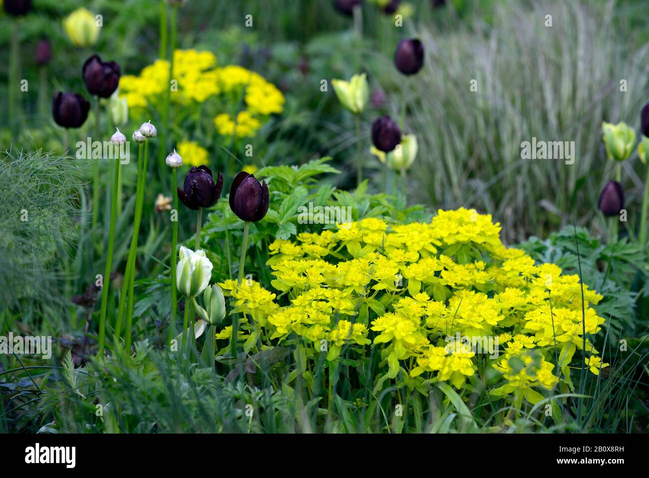 Tulipa Königin der Nacht, tulipa Gelb Frühling Grün, tulipa Grün Geist, Euphorbia Polychroma, Kopfkissen-Kopfkissen, Euphorbia epithymoides, gemischt, gemischt, grün Stockfoto