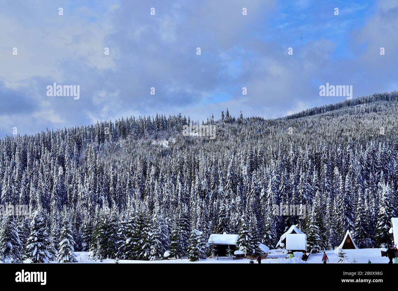 Hügel mit Kiefernwald und Holz Hütte mit Schnee im Winter in Siebenbürgen bedeckt. Stockfoto