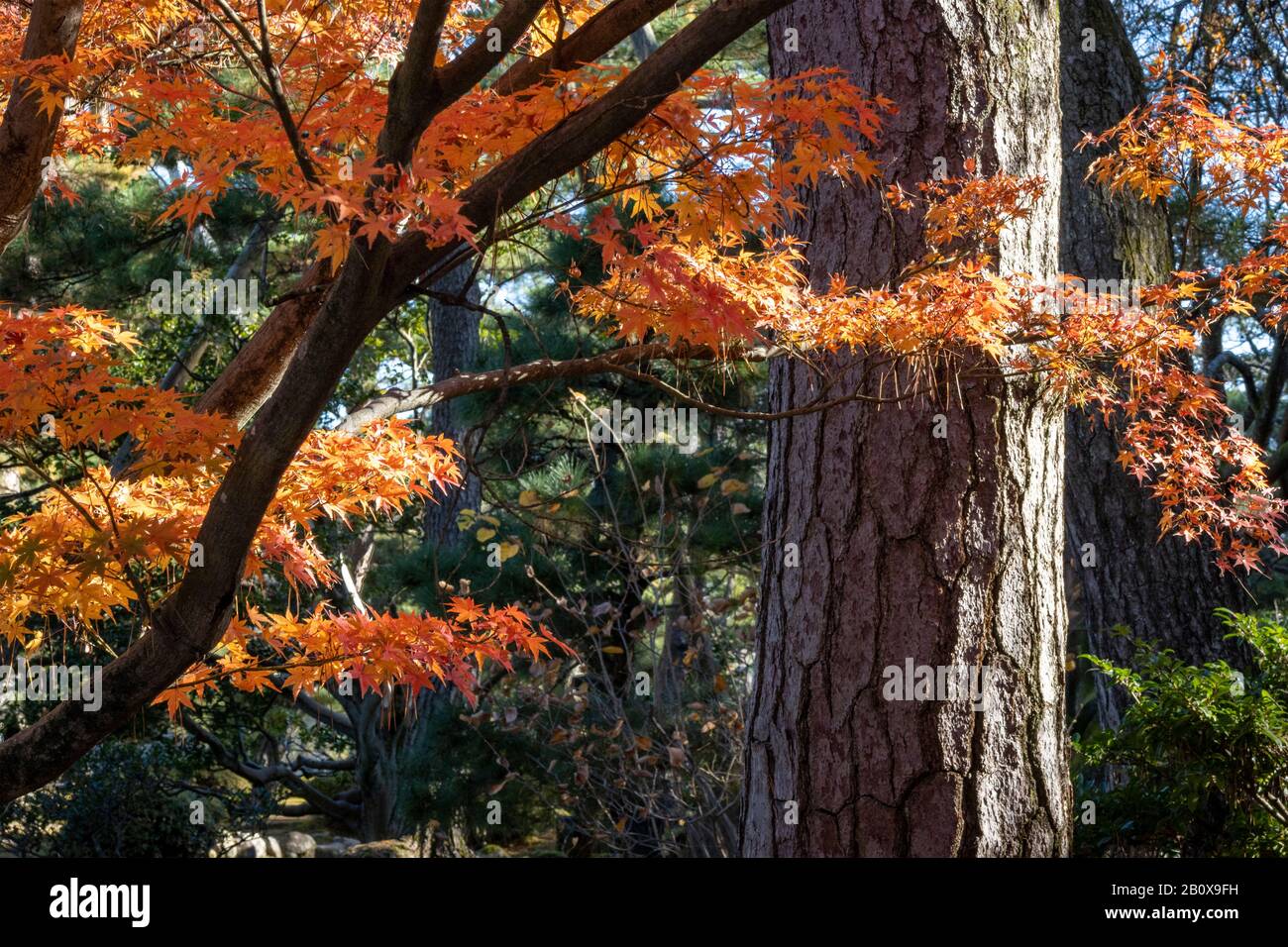 Details zu farbenfrohem Herbstlaub, Kenroku-en Garden, Kanazawa, Japan Stockfoto
