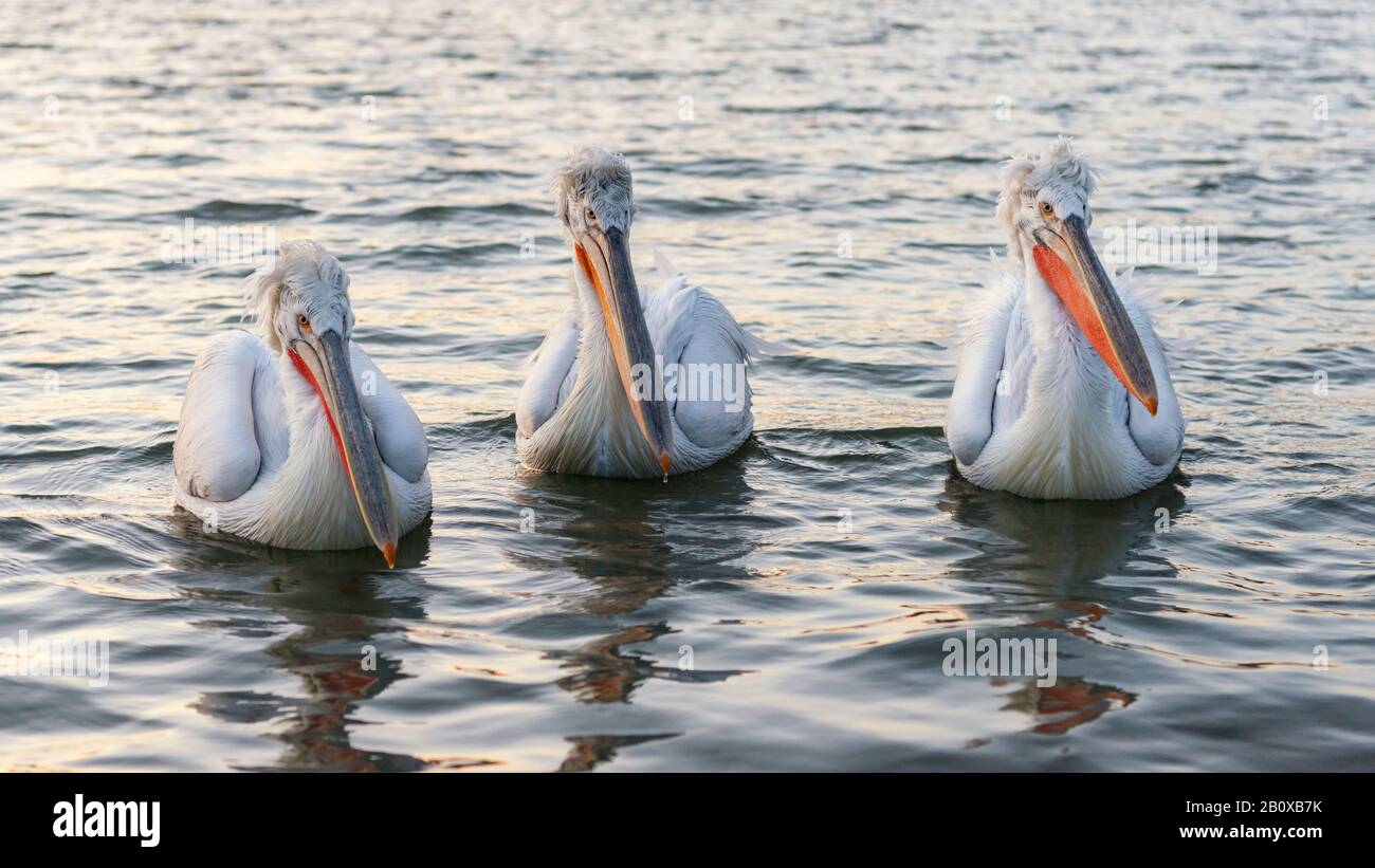 Drei Dalmatiner Pelikane (Pelecanus crispus) schwimmen auf dem Kerkini-See, Nordgriechenland Stockfoto