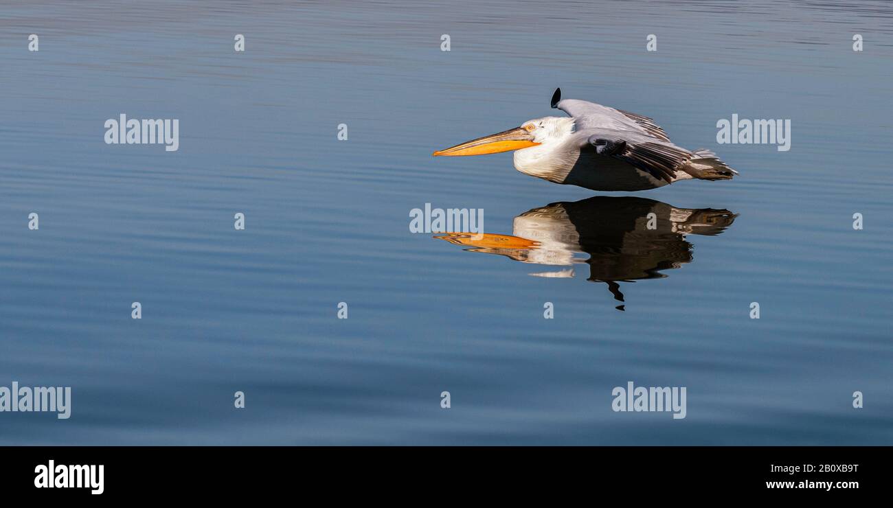 Der Dalmatiner Pelikan (Pelecanus crispus) spiegelte sich in dem See Kerkini, Nordgriechenland, wider und gleite über den See. Stockfoto