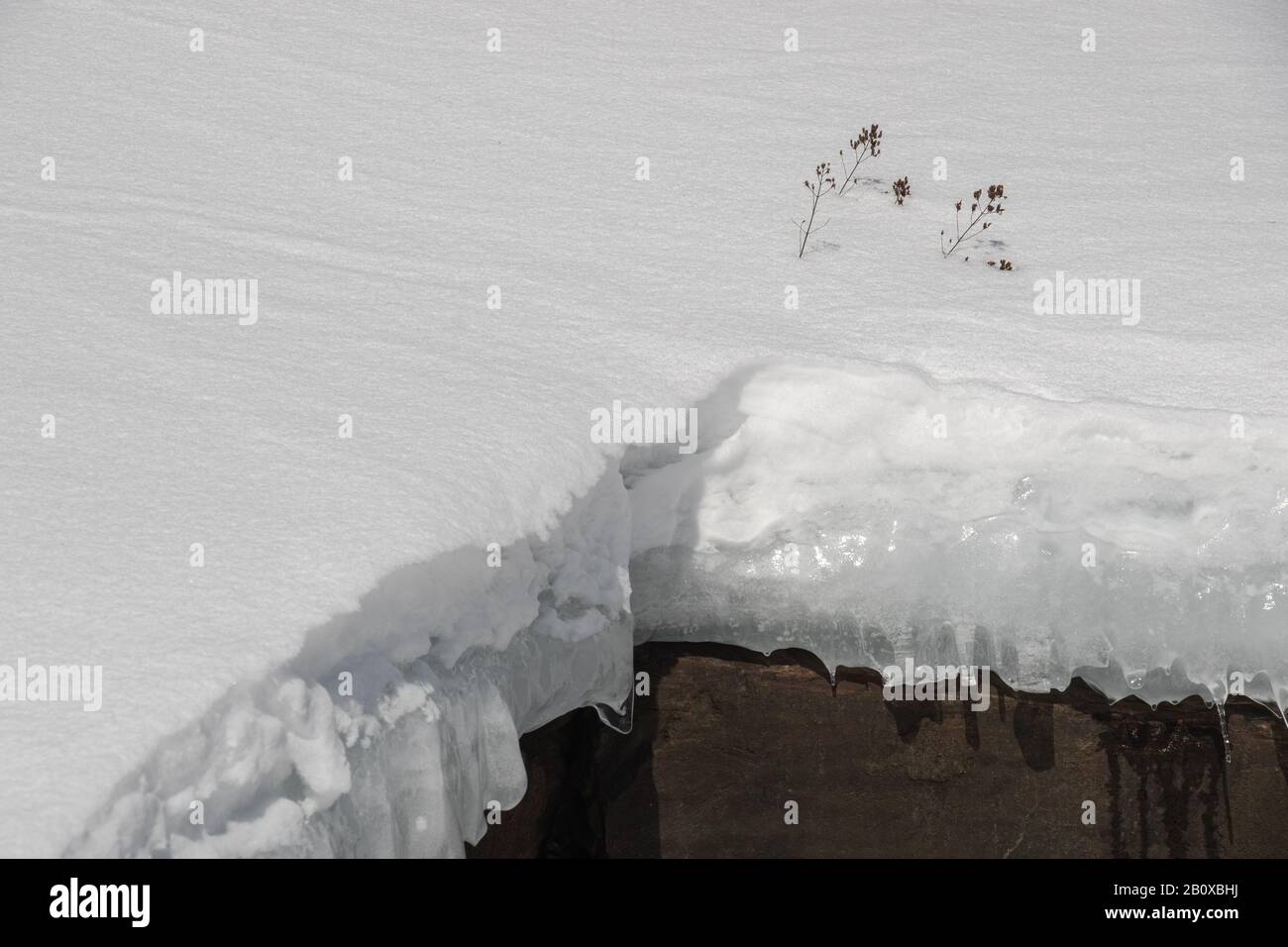 Winzige Zweige in einer Eisdecke und Schnee auf einem Felsen Stockfoto