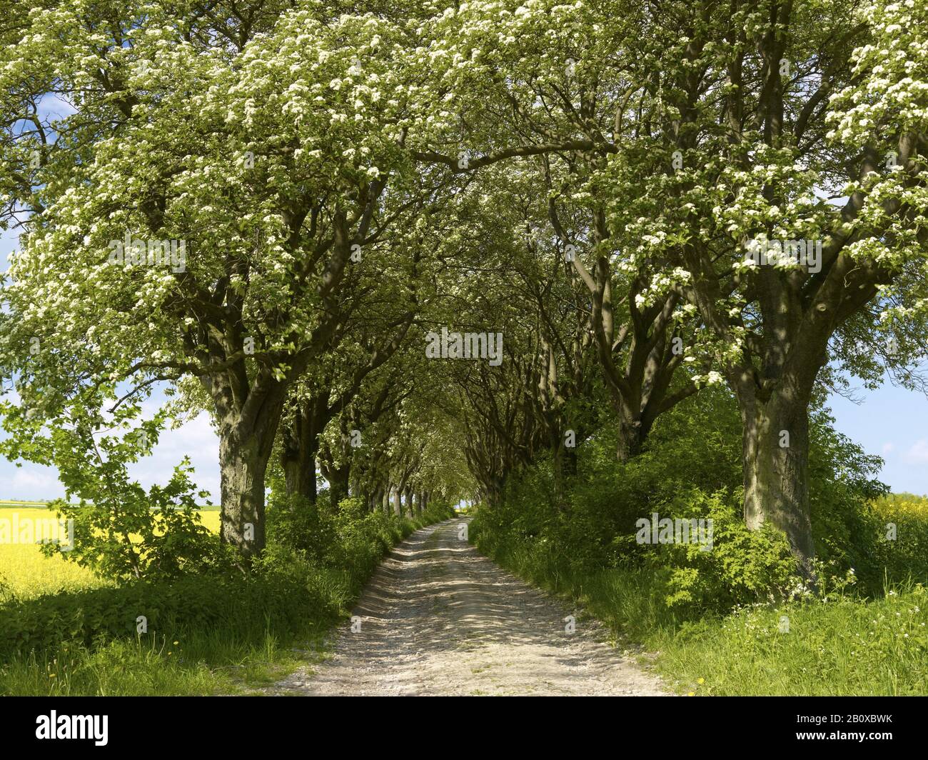 Blühende schwedische Allee von blühenden Beeren aus dem Jahr 1910 in der Nähe von Kefferhausen, Eichsfeld, Thüringen, Stockfoto