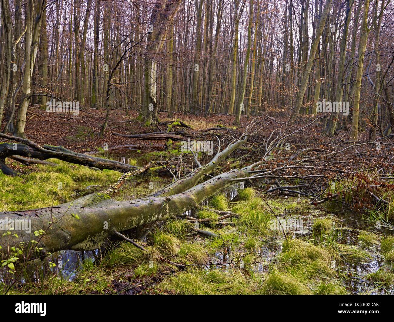 Sumpfwald im Nationalpark Jasmund, Insel Rügen, Mecklenburg-Vorpommern, Deutschland, Stockfoto