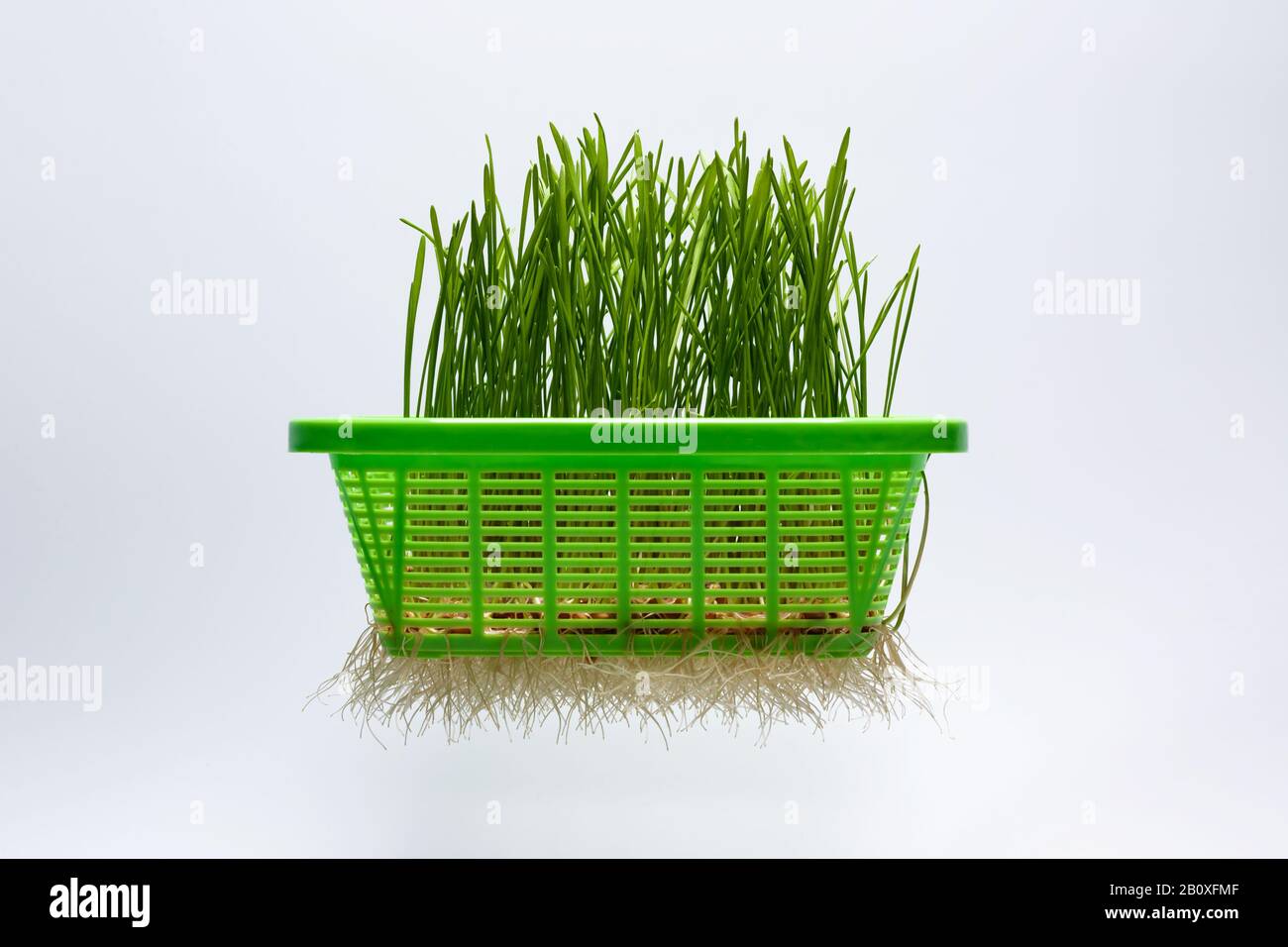Grüne Roggensprosse in Kunststoffbehälter isoliert auf weißem Grund. Stockfoto