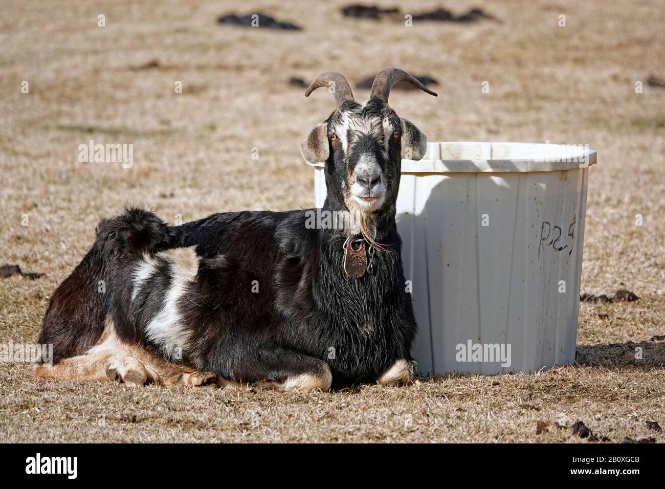 Eine Knoterziege, die in der Sonne auf einem Feld im Zentrum von Oregon liegt. Stockfoto