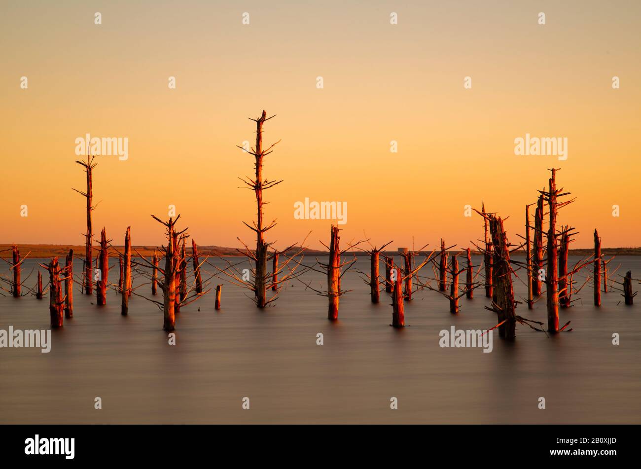 Versunkener Wald am Colliford Lake Stockfoto