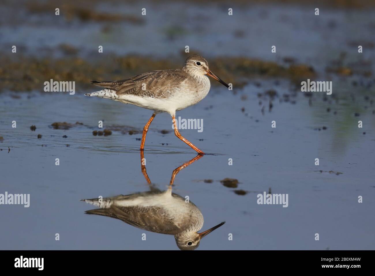 Der gewöhnliche Rotschank oder einfach Rotschank ist eine eurasische Wader in der Großfamilie Scolopaciden. Stockfoto