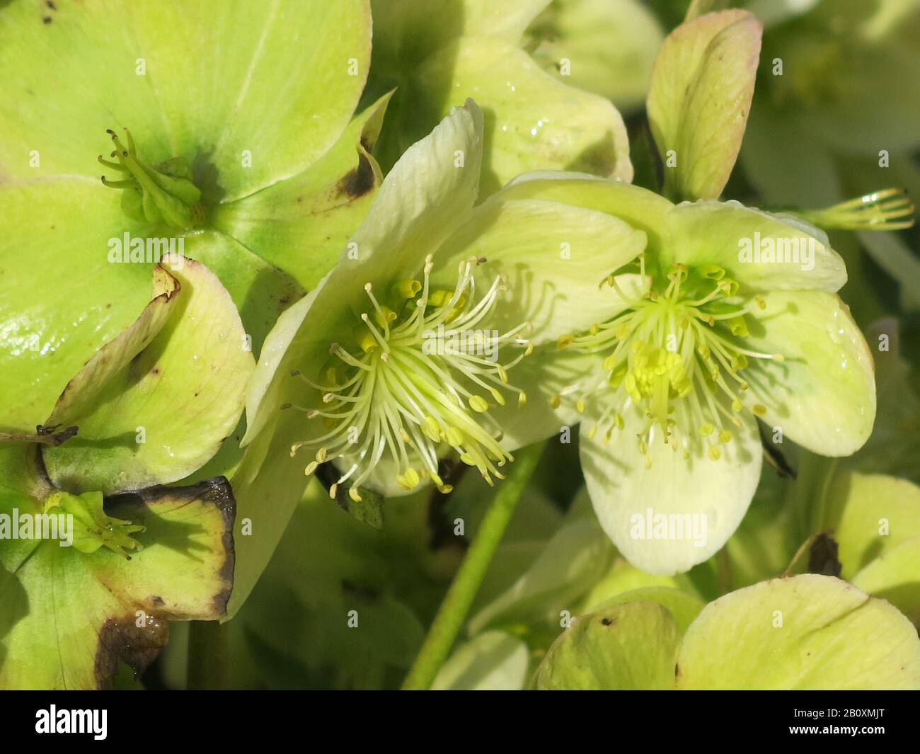 Nahaufnahme der cremig gelben Blumen des winterblühenden Strauchs Hellebore Eisbrecher Max in der Helleborus Gold Collection Stockfoto