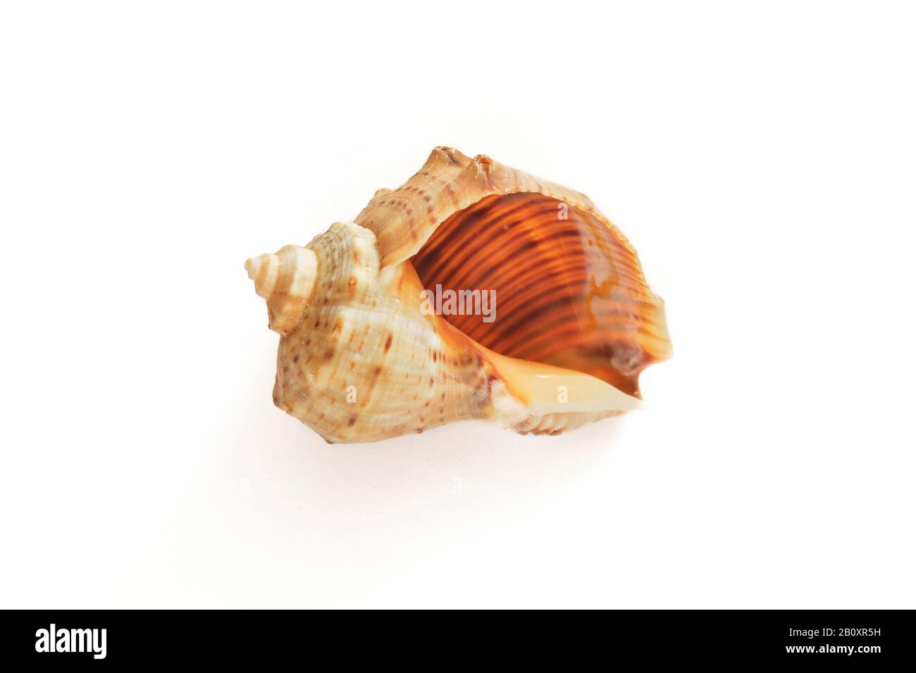 Leere, auf weißem Hintergrund isolierte Schale mit dezentem Schatten. Stockfoto
