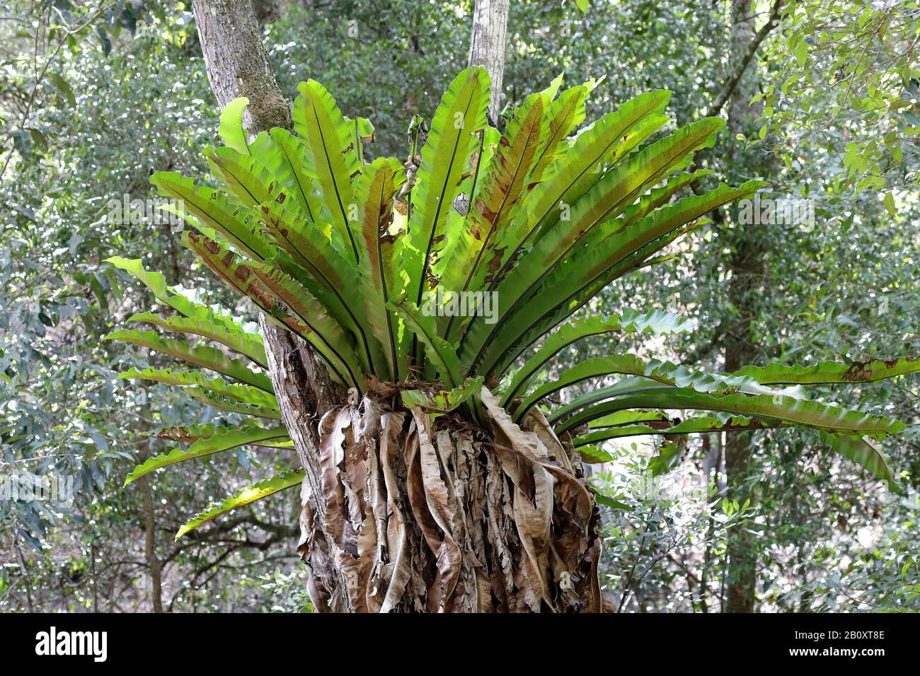 Vogel-Nest-Farn im ostaustralischen Regenwald Stockfoto