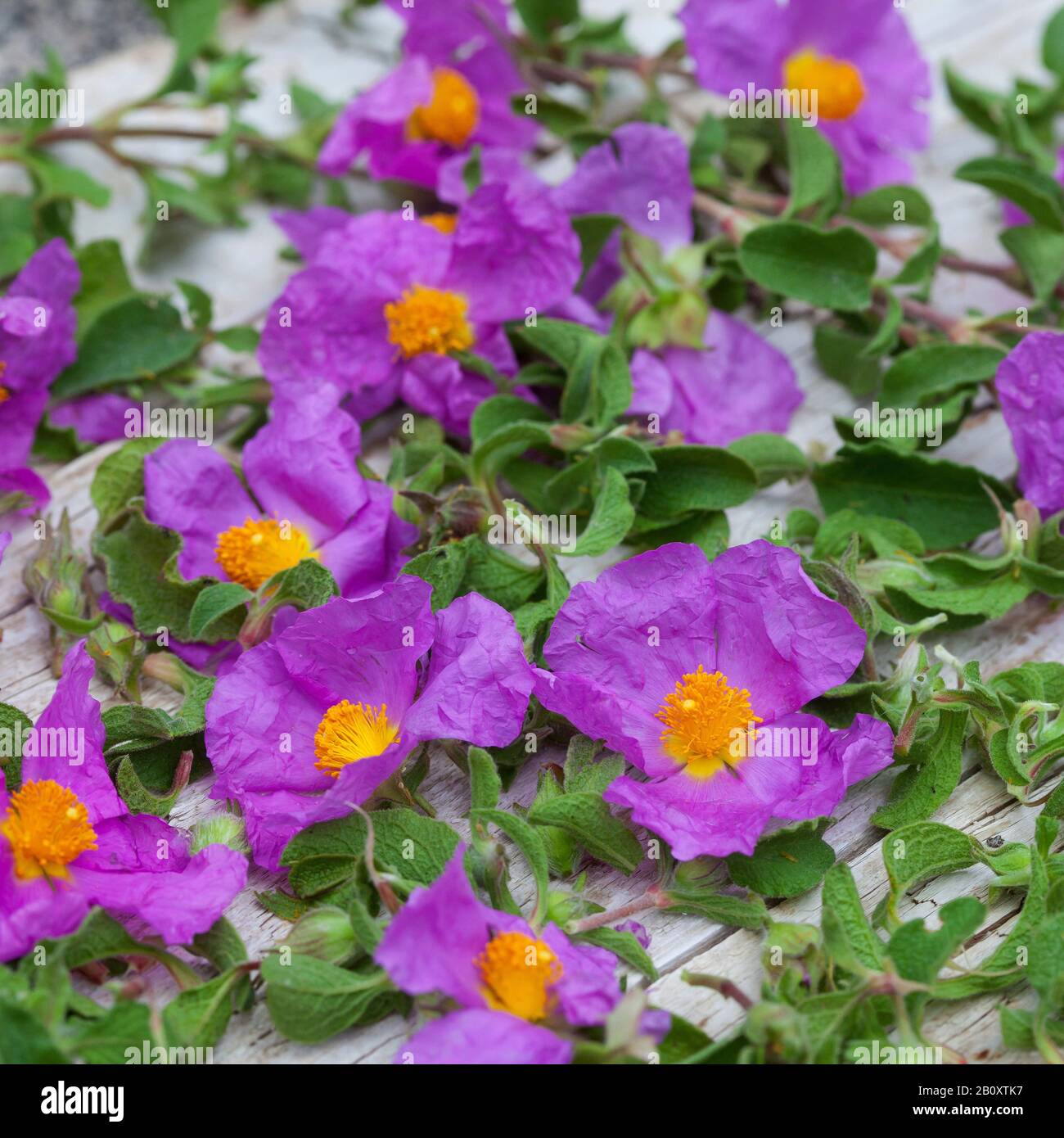 Rosa Rock-Rose, Geharntes Rock-Rose, haarige Rockrose, Felsrose, Felsrose, grauhaarige Rockrose, kretische Rockrose (Cistus creticus), gesammelte Felsrose in einer Schüssel, Kroatien Stockfoto