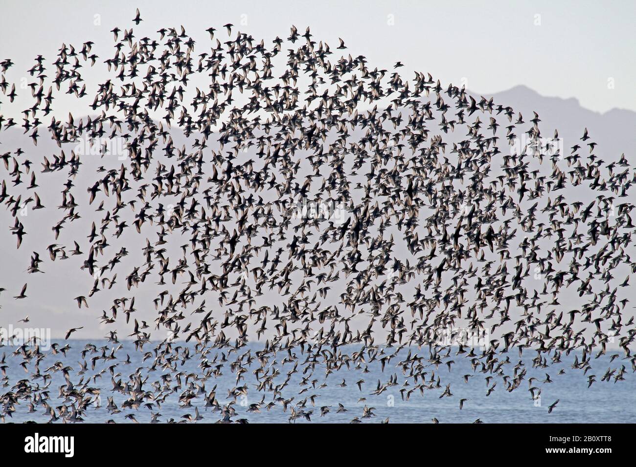 Wry-bill, wrybill (Anarhynchus frontalis), Large Flying Flock, Neuseeland, Northern Island, Miranda Stockfoto