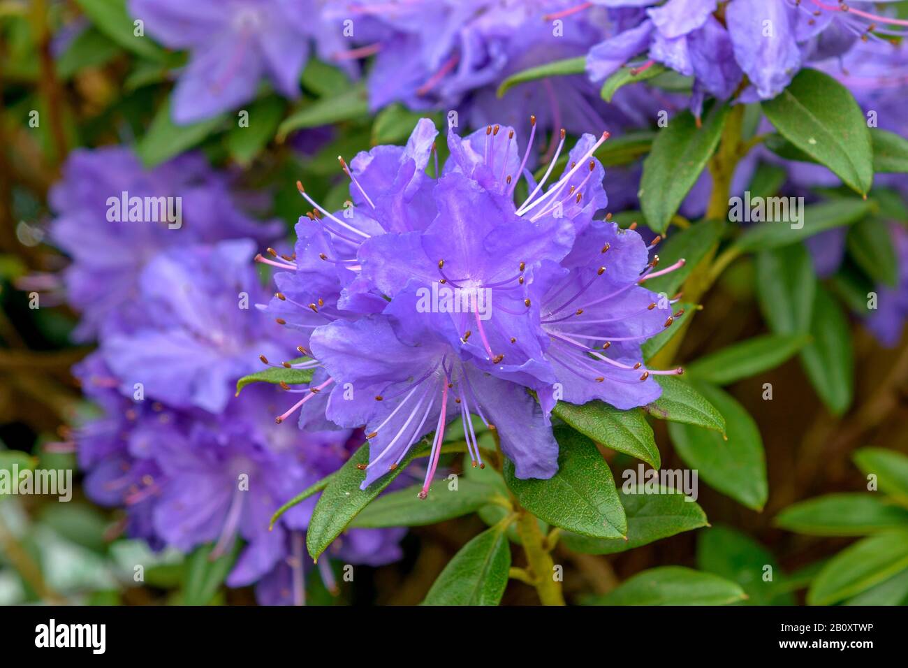 Rhodendron (Rhodendron 'Gletschernacht', Rhodendron-Gletschernacht), Cultivar Gletschernacht, Deutschland, Brandenburg Stockfoto