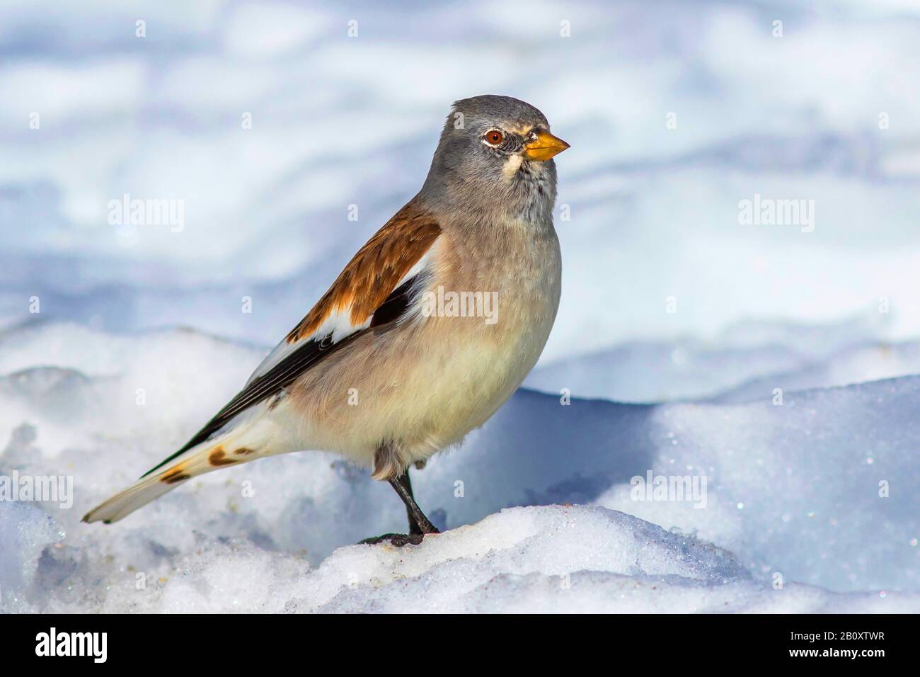 Weiß geflügelte Schneefinke (Montifringilla nivalis), im Schnee sitzend, Schweiz Stockfoto