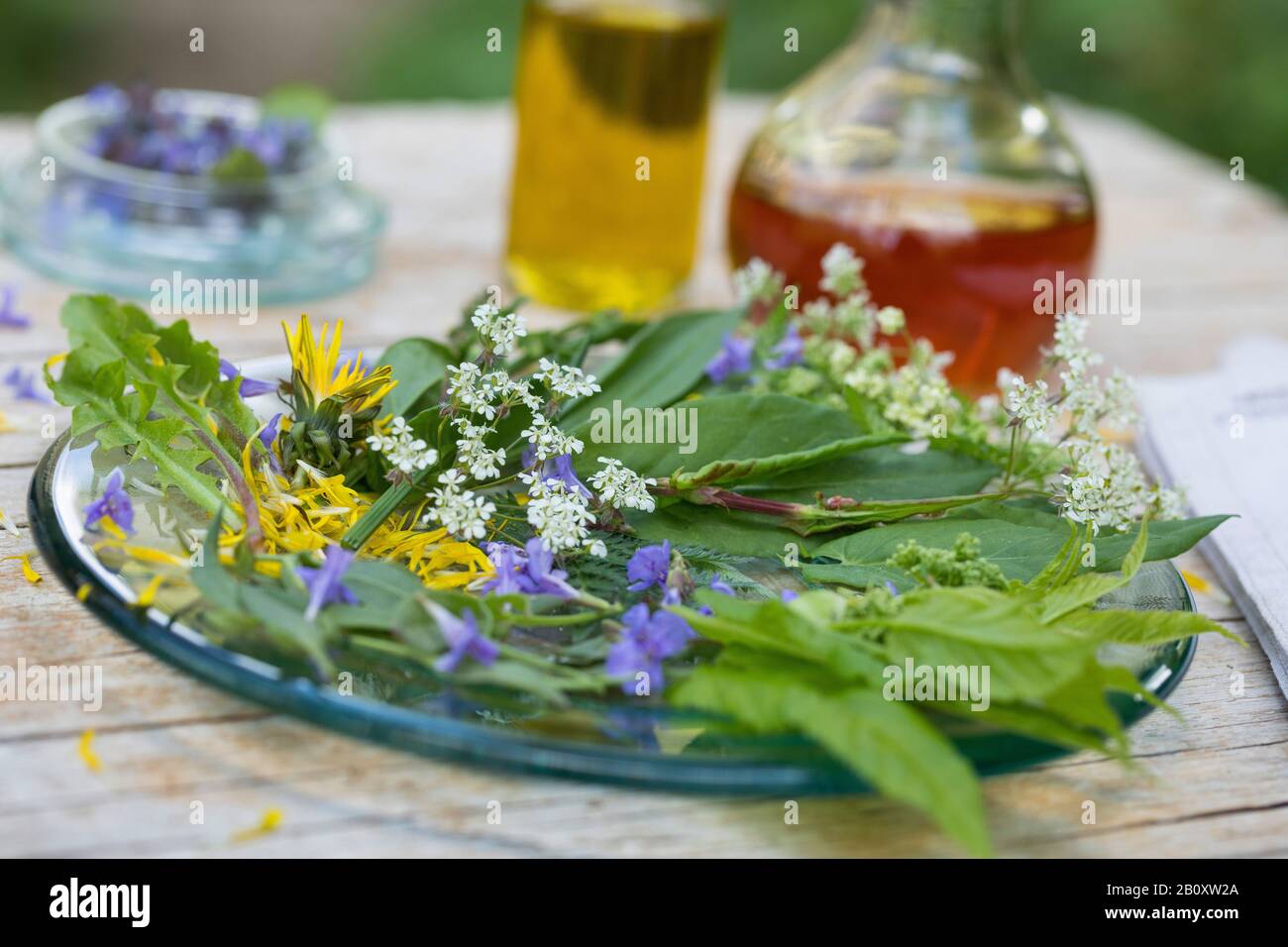 Frühlingssalat aus Wildkräutern, Deutschland Stockfoto