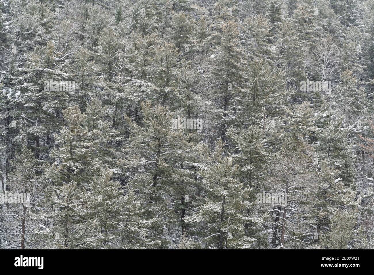 Kiefernwald, in der Nähe von Bearskin Lake, MN, USA, von Dominique Braud/Dembinsky Photo Assoc Stockfoto