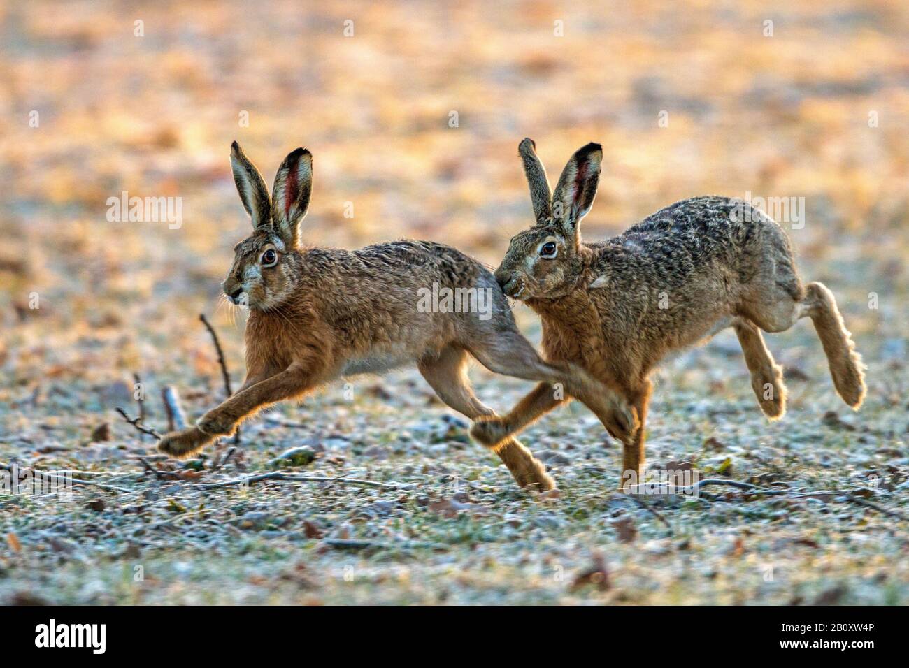 Europäischer Hase, brauner Hase (Lepus europaeus), zwei laufende braune Hasen, Seitenansicht, Deutschland, Baden-Württemberg Stockfoto