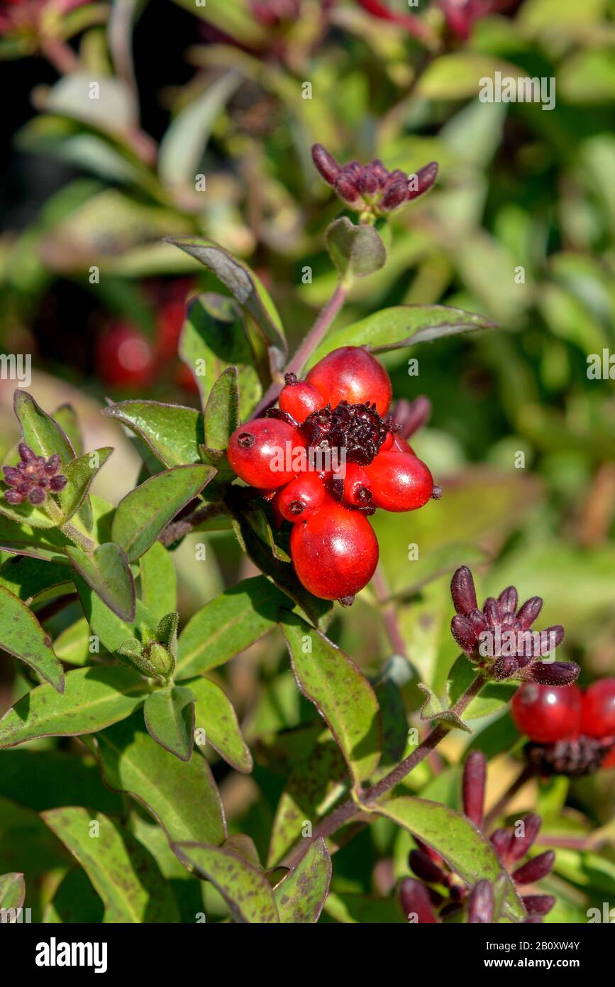 Woodbine Honigsuckle, englische Wildhonigsuckle (Lonicera periclymenum Chic & Choc), Cultivar Chic & Choc, Deutschland, Niedersachsen Stockfoto