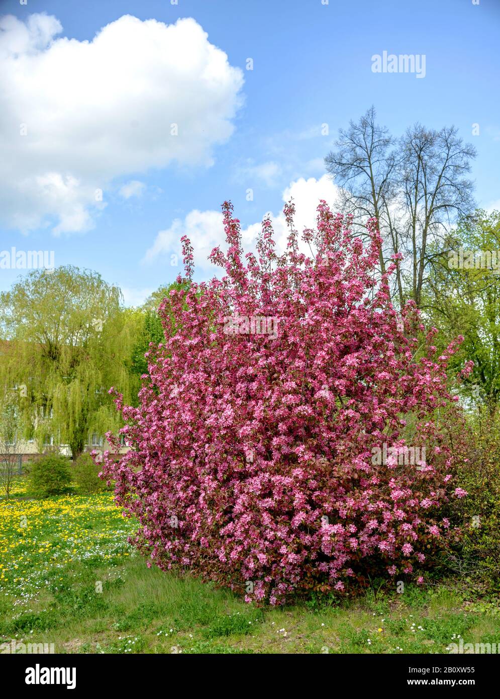 zierapfelbaum (Malus Liset, Malus 'Liset'), Kultivar Liset, Deutschland Stockfoto